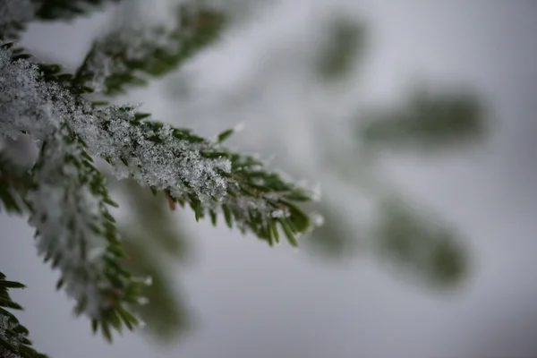 Vánoční Věčně Zelený Smrk Borovice Přírodě Pokrytý Čerstvým Sněhem Mrazem — Stock fotografie