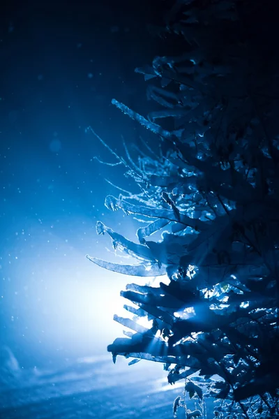 Árbol Cubierto Nieve Fresca Noche Invierno Contraluz Con Destello Lente — Foto de Stock