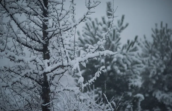 Karácsony örökzöld fenyő borított friss hó — Stock Fotó