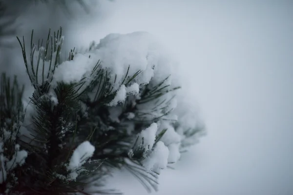 Natal Abeto Perene Pinheiro Natureza Coberto Com Neve Fresca Geada — Fotografia de Stock