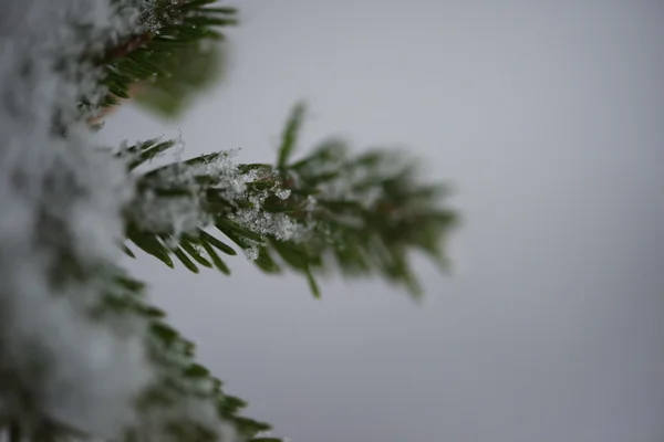 Pino Abete Rosso Sempreverde Natura Ricoperto Neve Fresca Gelo Ghiaccio — Foto Stock