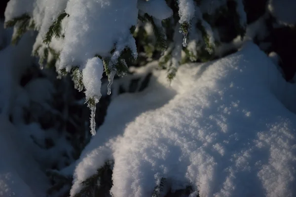 Árbol cubierto de nieve fresca en la noche de invierno —  Fotos de Stock
