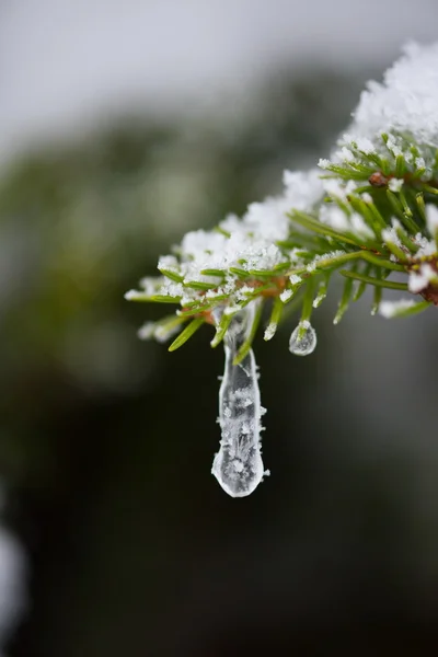 Weihnachten Immergrüne Fichte Der Natur Mit Neuschnee Frost Und Eis — Stockfoto