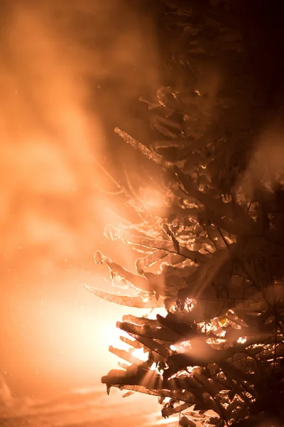 Árbol Cubierto Nieve Fresca Noche Invierno Contraluz Con Destello Lente — Foto de Stock