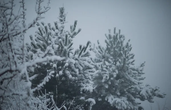 Pino Abeto Perenne Navidad Naturaleza Cubierto Nieve Fresca Heladas Hielo — Foto de Stock