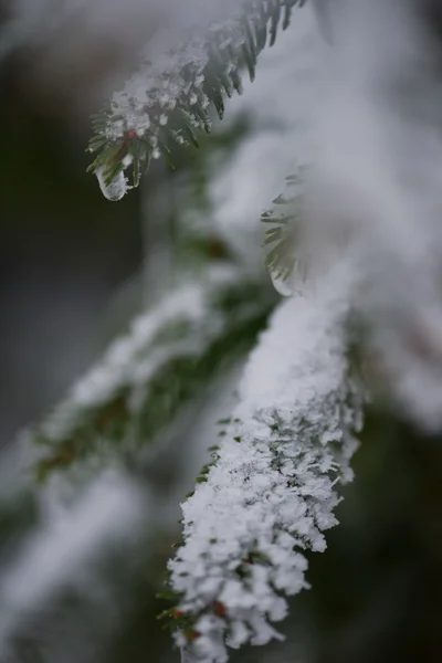 Jul Vintergrön Gran Tall Naturen Täckt Med Nysnö Frost Och — Stockfoto