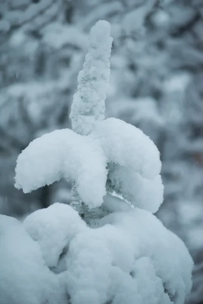 Boże Narodzenie Wiecznie Zielona Świerk Sosna Przyrodzie Pokryte Świeżym Śniegiem — Zdjęcie stockowe
