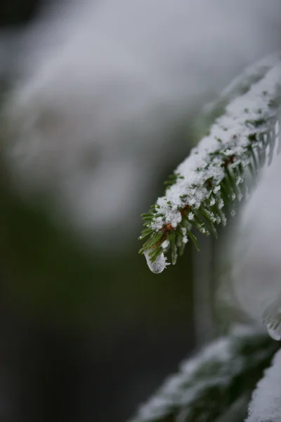 Jul Vintergrön Gran Tall Naturen Täckt Med Nysnö Frost Och — Stockfoto