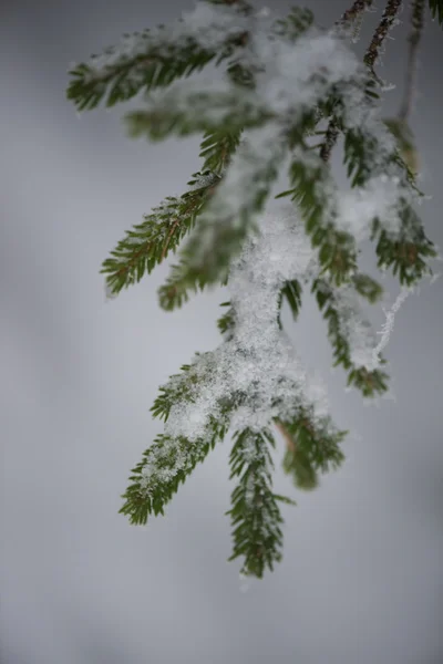 Sapin sempervirent de Noël recouvert de neige fraîche — Photo