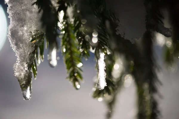 Träd Täckt Med Nysnö Vintern Natt Bakljus Med Linsbloss — Stockfoto