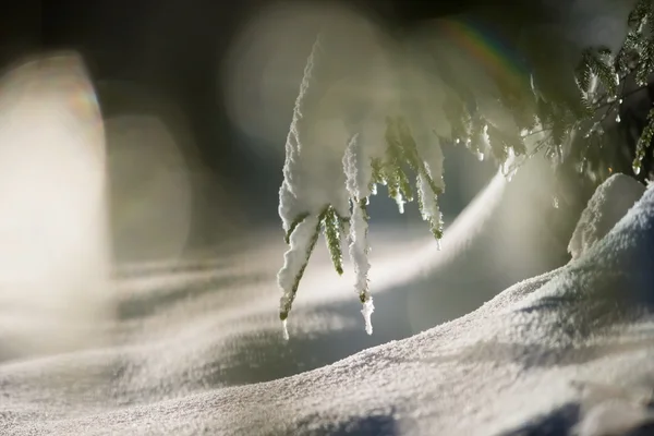 Boom Bedekt Met Verse Sneeuw Winternacht Achtergrondlicht Met Lensvlam — Stockfoto