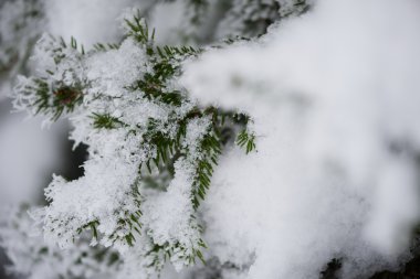 Doğadaki her zaman yeşil çam ağacı taze kar, don ve buzla kaplıdır.
