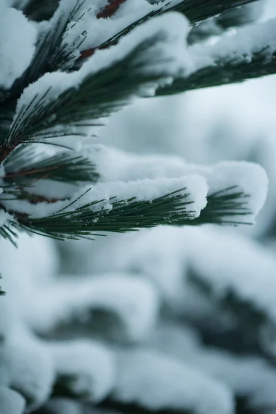 Doğadaki Her Zaman Yeşil Çam Ağacı Taze Kar Don Buzla — Stok fotoğraf