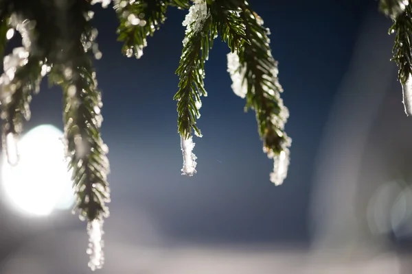 Träd Täckt Med Nysnö Vintern Natt Bakljus Med Linsbloss — Stockfoto