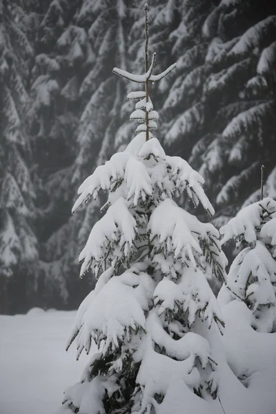 Kerstmis altijd groene dennenboom bedekt met verse sneeuw — Stockfoto