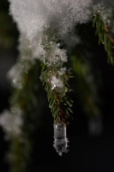 Árbol cubierto de nieve fresca en la noche de invierno — Foto de Stock