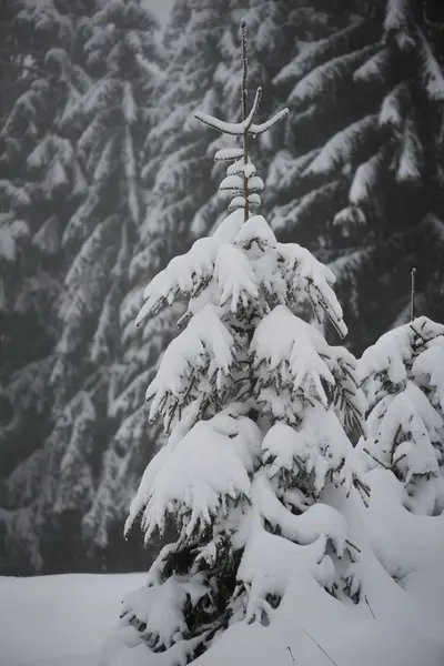 Natal Abeto Perene Pinheiro Natureza Coberto Com Neve Fresca Geada — Fotografia de Stock