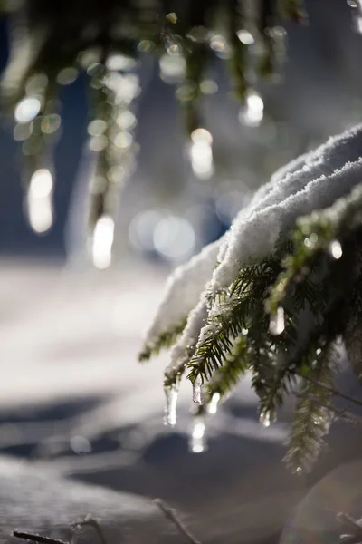 Albero Coperto Neve Fresca Durante Notte Inverno Retroilluminazione Con Bagliore — Foto Stock