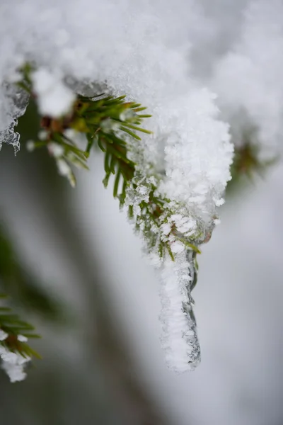 Weihnachten immergrüne Kiefer mit Neuschnee bedeckt — Stockfoto