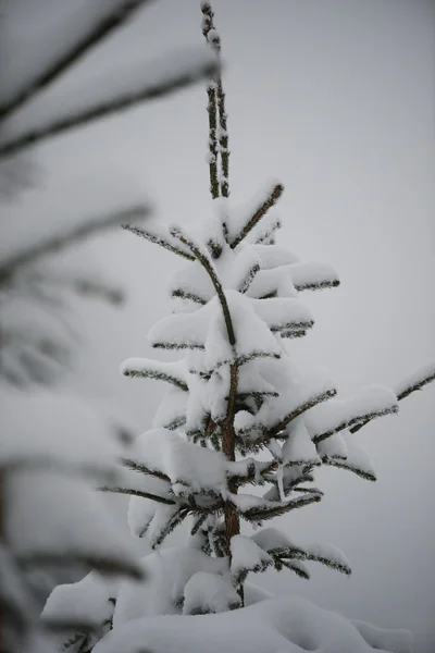 Natal Abeto Perene Pinheiro Natureza Coberto Com Neve Fresca Geada — Fotografia de Stock