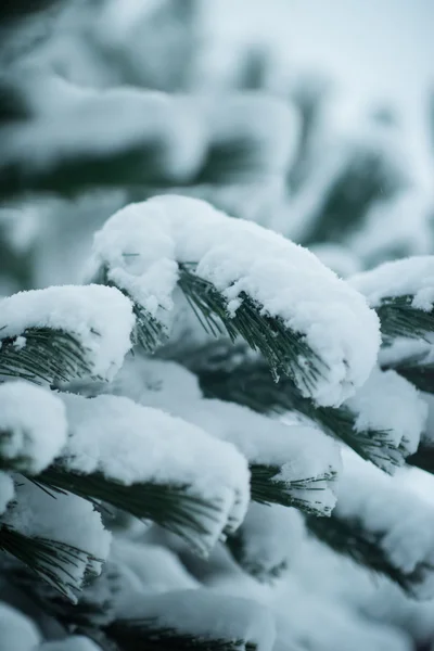 Kerstmis altijd groene dennenboom bedekt met verse sneeuw — Stockfoto