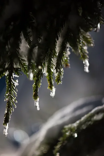 Arbre Recouvert Neige Fraîche Nuit Hiver Contre Jour Avec Fusée — Photo