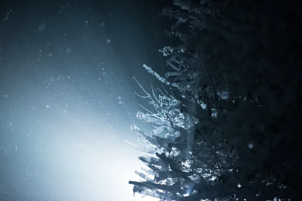 Árvore Coberta Com Neve Fresca Noite Inverno Luz Traseira Com — Fotografia de Stock