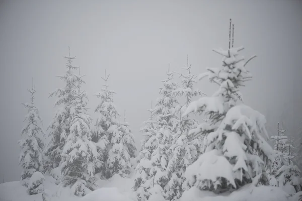 Kerstmis Groenblijvende Spruce Pine Bomen Natuur Bedekt Met Verse Sneeuw — Stockfoto