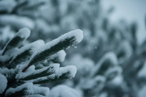 Boom bedekt met verse sneeuw in de winter nacht — Stockfoto