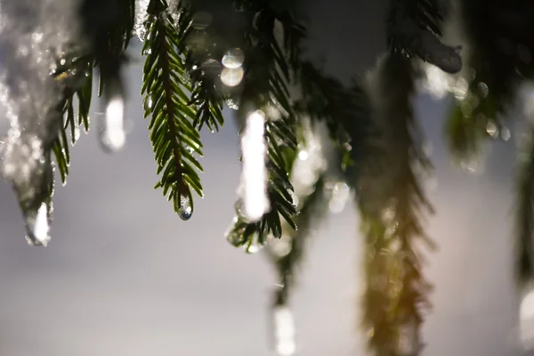 Boom bedekt met verse sneeuw in de winter nacht — Stockfoto