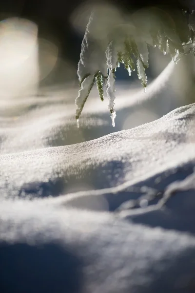 Boom Bedekt Met Verse Sneeuw Winternacht Achtergrondlicht Met Lensvlam — Stockfoto