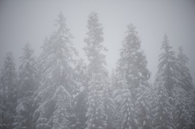 Noel evergreen Ladin Çam ağaçları doğada taze kar, buz ve buz ile kaplı