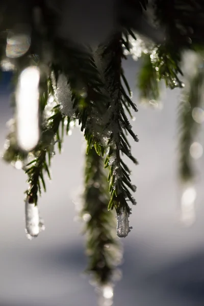 Árvore coberta de neve fresca na noite de inverno — Fotografia de Stock