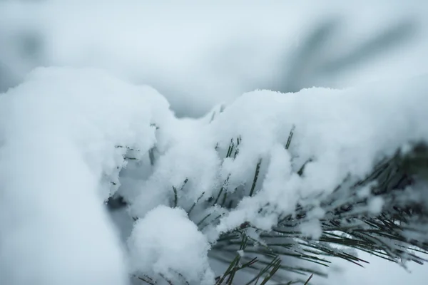 Дерево, покрытое свежим снегом в зимнюю ночь — стоковое фото