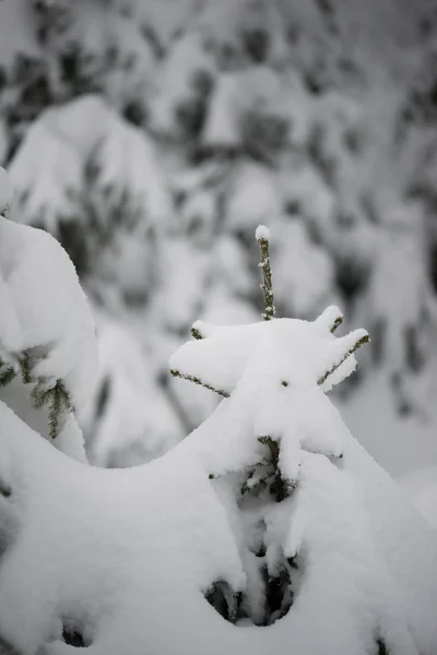 Boże Narodzenie Wiecznie Zielona Świerk Sosna Przyrodzie Pokryte Świeżym Śniegiem — Zdjęcie stockowe