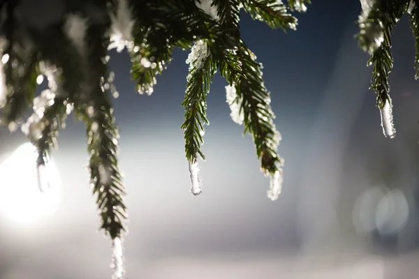 Strom pokrytý čerstvým sněhem v zimní noci — Stock fotografie