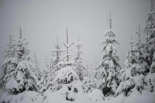 Kerstmis Groenblijvende Spruce Pine Bomen Natuur Bedekt Met Verse Sneeuw — Stockfoto