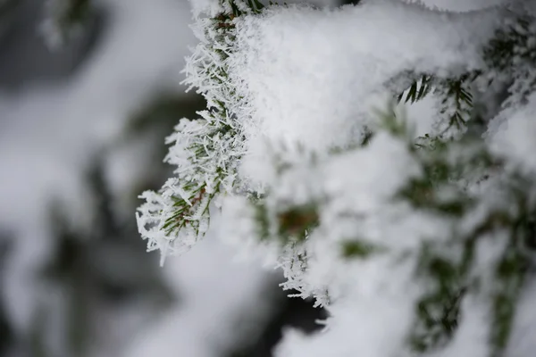 Evergreen spruce pine julgran i naturen — Stockfoto