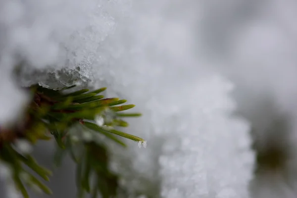 나무는 겨울 밤에 눈으로 덮여 있다 — 스톡 사진