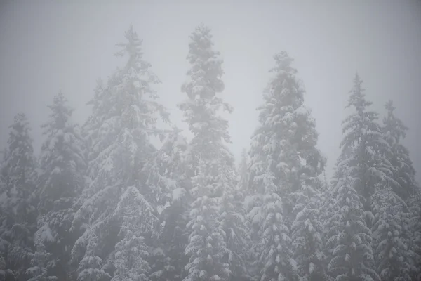 Pinheiros Abeto Perene Natal Natureza Cobertos Com Neve Fresca Geada — Fotografia de Stock