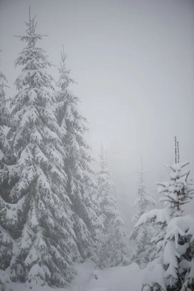 Wiecznie Zielone Świerk Sosna Choinek Przyrodzie Pokryte Świeży Śnieg Mróz — Zdjęcie stockowe