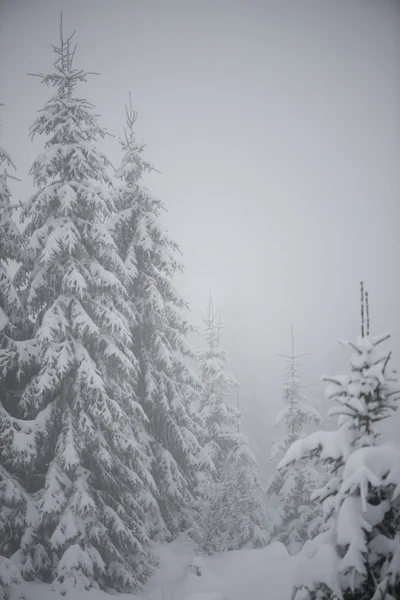 Christmas Evergreen Spruce Pine Trees Nature Covered Fresh Snow Frost — Stock Photo, Image