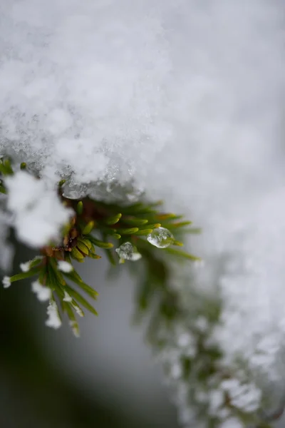 Pinheiros perenes de natal cobertos de neve fresca — Fotografia de Stock