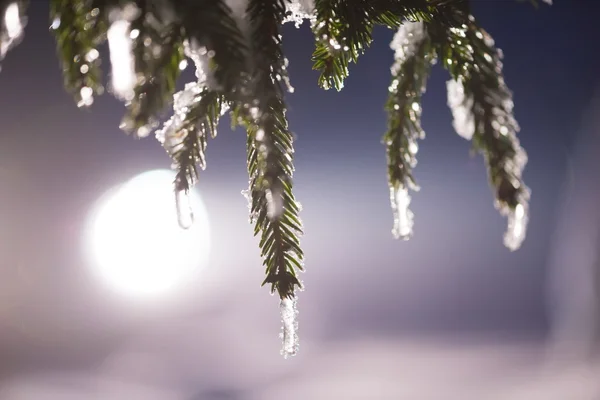 Árvore coberta de neve fresca na noite de inverno — Fotografia de Stock