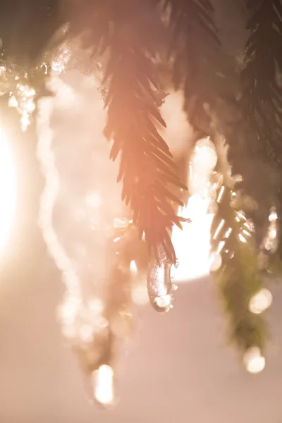 Árbol Cubierto Nieve Fresca Noche Invierno Contraluz Con Destello Lente — Foto de Stock