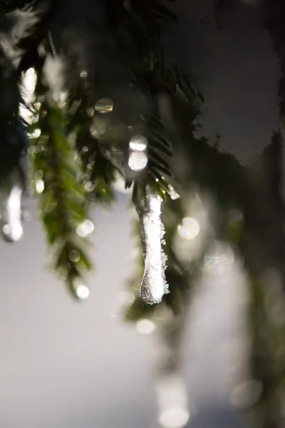 Arbre couvert de neige fraîche la nuit d'hiver — Photo