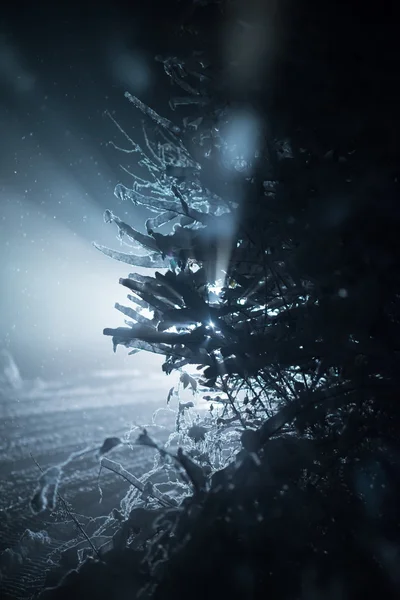 Árvore Coberta Com Neve Fresca Noite Inverno Luz Traseira Com — Fotografia de Stock