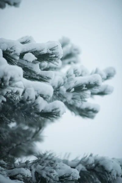 Kerstgroen Sparren Pijnboom Natuur Bedekt Met Verse Sneeuw Vorst Ijs — Stockfoto