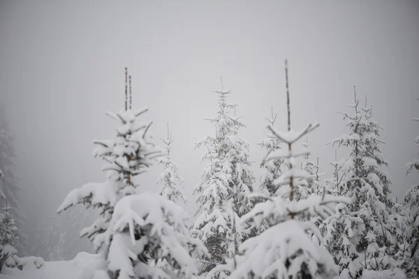 Christmas Evergreen Spruce Pine Trees Nature Covered Fresh Snow Frost — Stock Photo, Image