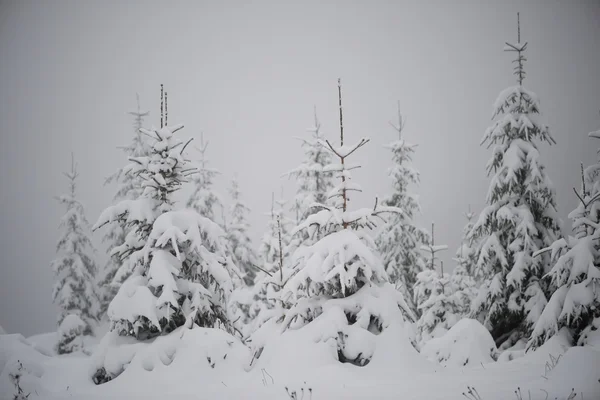 Kerstmis Groenblijvende Spruce Pine Bomen Natuur Bedekt Met Verse Sneeuw — Stockfoto